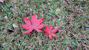 - Acer palmatum 'Shazam' Large Leaf Japanese Maple - Mr Maple │ Buy Japanese Maple Trees