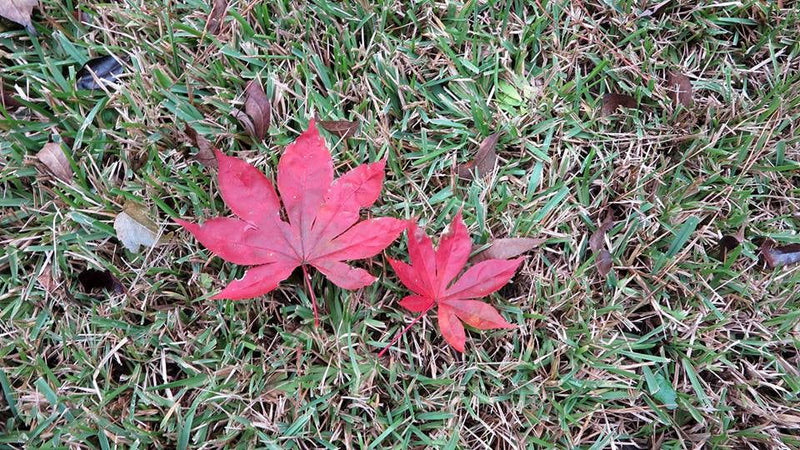 - Acer palmatum 'Shazam' Large Leaf Japanese Maple - Mr Maple │ Buy Japanese Maple Trees