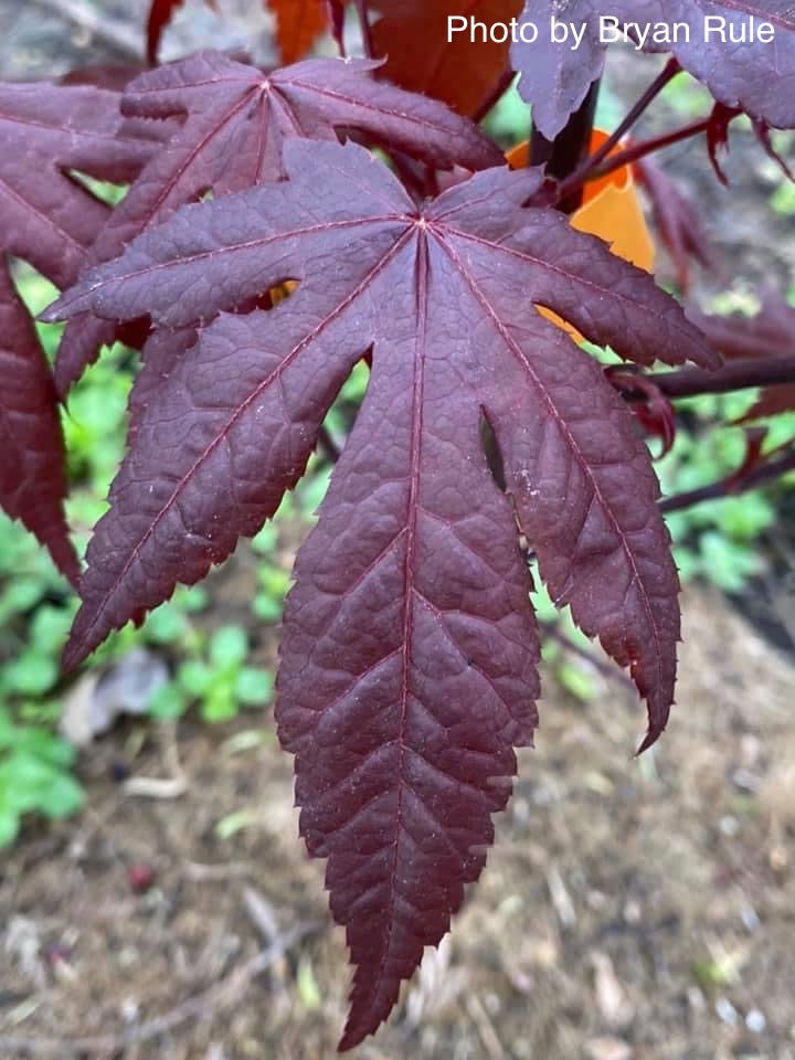 - Acer palmatum 'Shazam' Large Leaf Japanese Maple - Mr Maple │ Buy Japanese Maple Trees