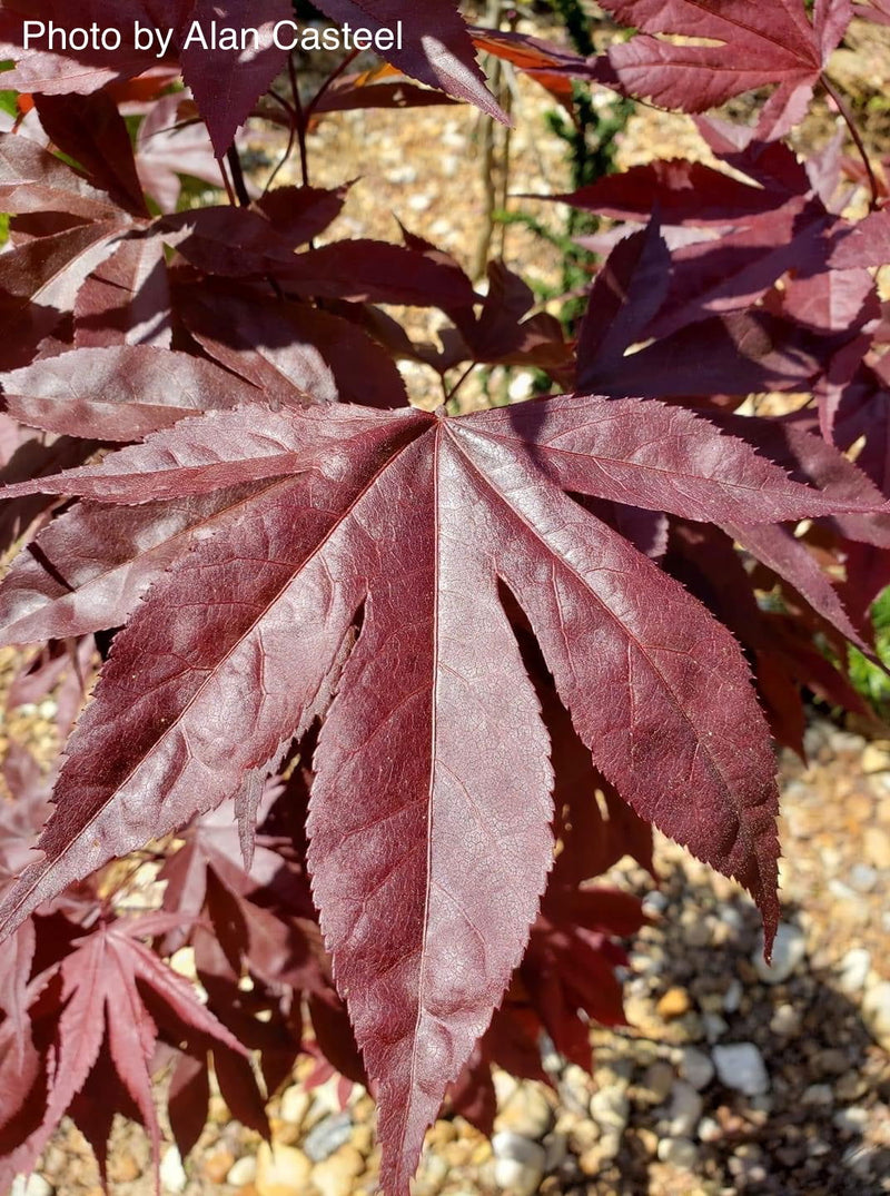 - Acer palmatum 'Shazam' Large Leaf Japanese Maple - Mr Maple │ Buy Japanese Maple Trees