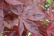 - Acer palmatum 'Shazam' Large Leaf Japanese Maple - Mr Maple │ Buy Japanese Maple Trees