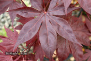 - Acer palmatum 'Shazam' Large Leaf Japanese Maple - Mr Maple │ Buy Japanese Maple Trees