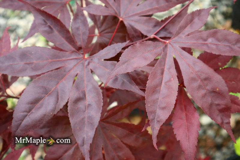 - Acer palmatum 'Shazam' Large Leaf Japanese Maple - Mr Maple │ Buy Japanese Maple Trees