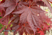 - Acer palmatum 'Shazam' Large Leaf Japanese Maple - Mr Maple │ Buy Japanese Maple Trees