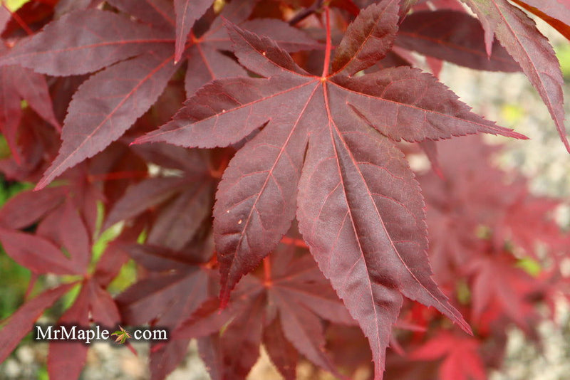 - Acer palmatum 'Shazam' Large Leaf Japanese Maple - Mr Maple │ Buy Japanese Maple Trees