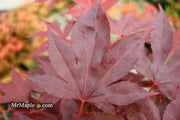 - Acer palmatum 'Shazam' Large Leaf Japanese Maple - Mr Maple │ Buy Japanese Maple Trees