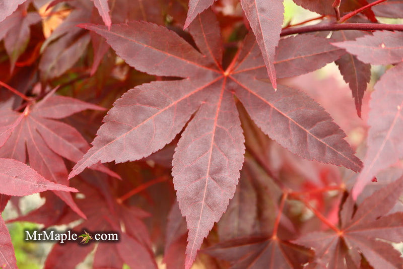 - Acer palmatum 'Shazam' Large Leaf Japanese Maple - Mr Maple │ Buy Japanese Maple Trees