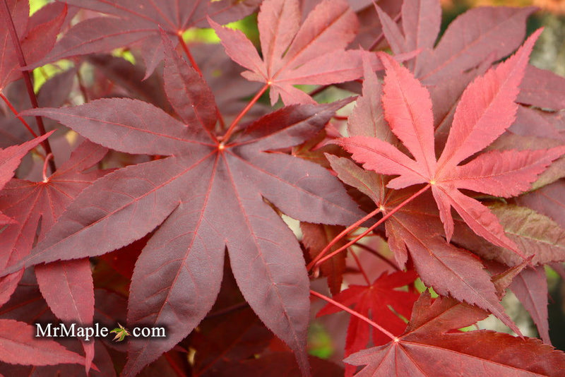- Acer palmatum 'Shazam' Large Leaf Japanese Maple - Mr Maple │ Buy Japanese Maple Trees