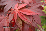 - Acer palmatum 'Shazam' Large Leaf Japanese Maple - Mr Maple │ Buy Japanese Maple Trees