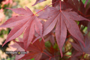 - Acer palmatum 'Shazam' Large Leaf Japanese Maple - Mr Maple │ Buy Japanese Maple Trees