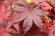 - Acer palmatum 'Shazam' Large Leaf Japanese Maple - Mr Maple │ Buy Japanese Maple Trees