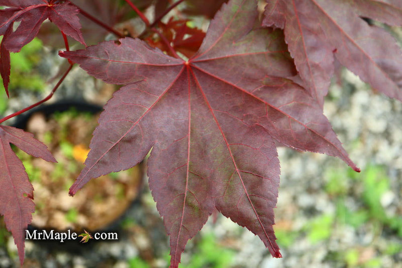- Acer palmatum 'Shazam' Large Leaf Japanese Maple - Mr Maple │ Buy Japanese Maple Trees