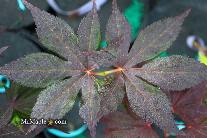 - Acer palmatum 'Shazam' Large Leaf Japanese Maple - Mr Maple │ Buy Japanese Maple Trees