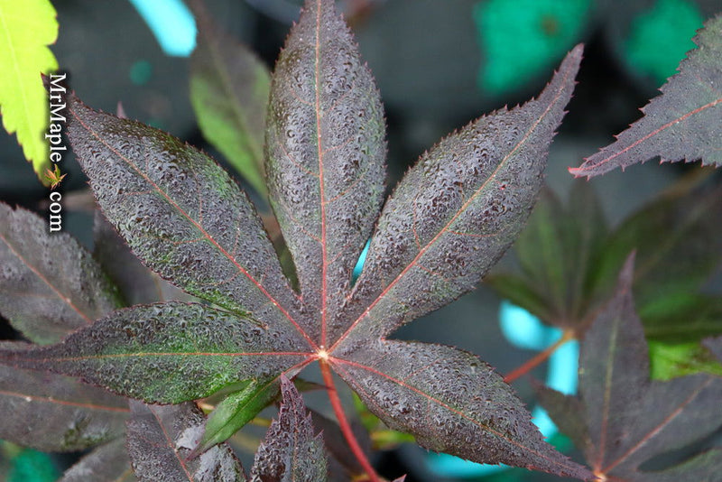 - Acer palmatum 'Shazam' Large Leaf Japanese Maple - Mr Maple │ Buy Japanese Maple Trees