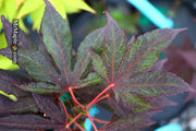 - Acer palmatum 'Shazam' Large Leaf Japanese Maple - Mr Maple │ Buy Japanese Maple Trees