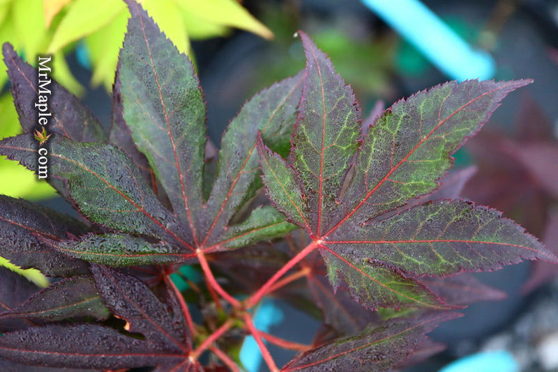 - Acer palmatum 'Shazam' Large Leaf Japanese Maple - Mr Maple │ Buy Japanese Maple Trees