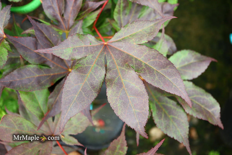 - Acer palmatum 'Shazam' Large Leaf Japanese Maple - Mr Maple │ Buy Japanese Maple Trees