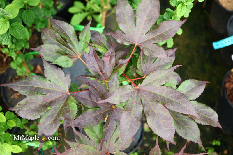 - Acer palmatum 'Shazam' Large Leaf Japanese Maple - Mr Maple │ Buy Japanese Maple Trees