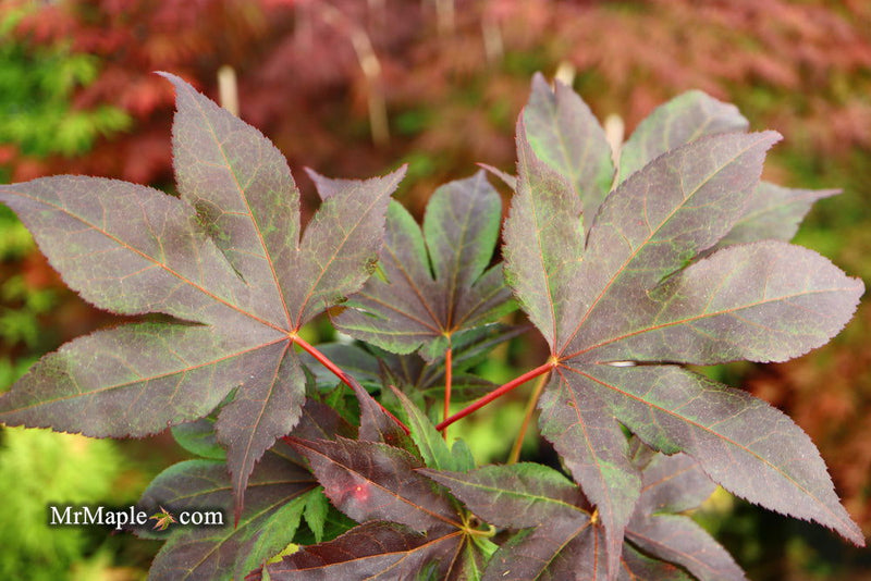 - Acer palmatum 'Shazam' Large Leaf Japanese Maple - Mr Maple │ Buy Japanese Maple Trees