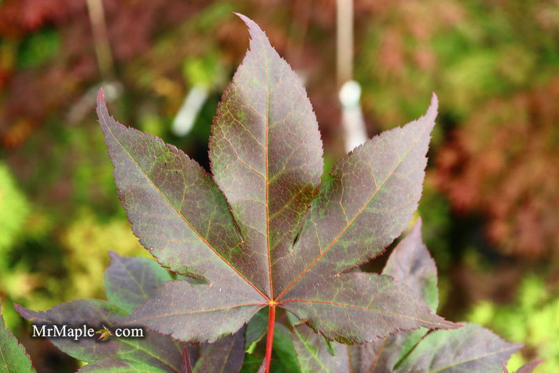 - Acer palmatum 'Shazam' Large Leaf Japanese Maple - Mr Maple │ Buy Japanese Maple Trees