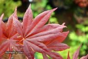 - Acer palmatum 'Shazam' Large Leaf Japanese Maple - Mr Maple │ Buy Japanese Maple Trees