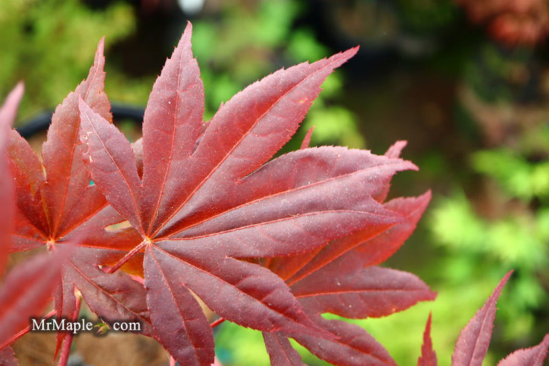 - Acer palmatum 'Shazam' Large Leaf Japanese Maple - Mr Maple │ Buy Japanese Maple Trees