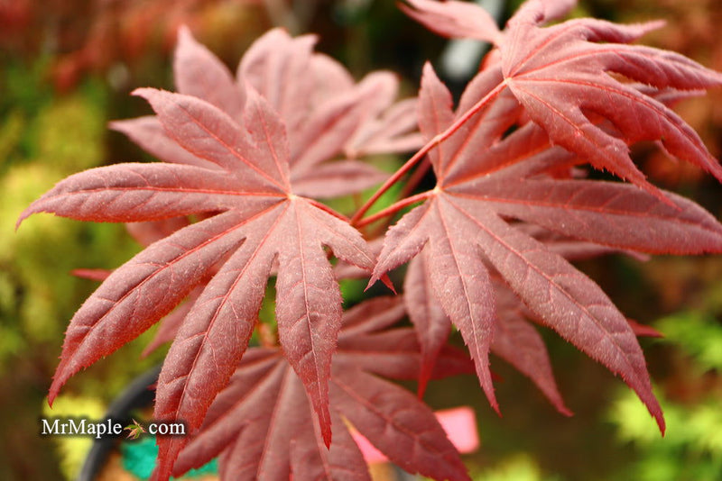 - Acer palmatum 'Shazam' Large Leaf Japanese Maple - Mr Maple │ Buy Japanese Maple Trees