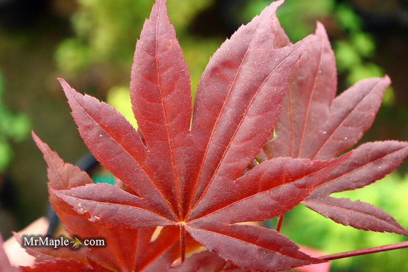 - Acer palmatum 'Shazam' Large Leaf Japanese Maple - Mr Maple │ Buy Japanese Maple Trees