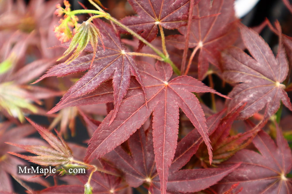 Buy Acer palmatum 'She Katy' Japanese Maple — Mr Maple │ Buy
