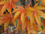 - Acer palmatum 'She katy' Japanese Maple - Mr Maple │ Buy Japanese Maple Trees