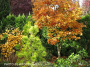 - Acer palmatum 'She katy' Japanese Maple - Mr Maple │ Buy Japanese Maple Trees