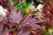 - Acer palmatum 'She katy' Japanese Maple - Mr Maple │ Buy Japanese Maple Trees