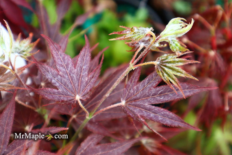 - Acer palmatum 'She katy' Japanese Maple - Mr Maple │ Buy Japanese Maple Trees
