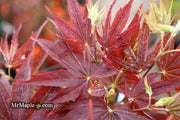 - Acer palmatum 'She katy' Japanese Maple - Mr Maple │ Buy Japanese Maple Trees