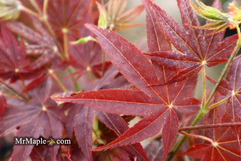 - Acer palmatum 'She katy' Japanese Maple - Mr Maple │ Buy Japanese Maple Trees