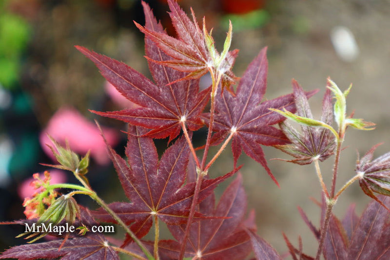 - Acer palmatum 'She katy' Japanese Maple - Mr Maple │ Buy Japanese Maple Trees