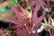 - Acer palmatum 'She katy' Japanese Maple - Mr Maple │ Buy Japanese Maple Trees