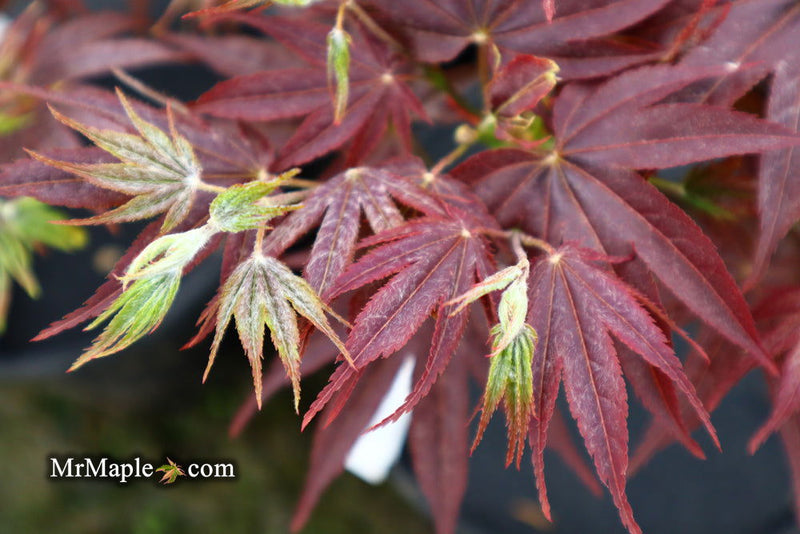 - Acer palmatum 'She katy' Japanese Maple - Mr Maple │ Buy Japanese Maple Trees