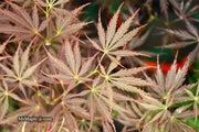 - Acer palmatum 'Sherwood Elfin' Dwarf Japanese Maple - Mr Maple │ Buy Japanese Maple Trees