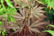 - Acer palmatum 'Sherwood Elfin' Dwarf Japanese Maple - Mr Maple │ Buy Japanese Maple Trees
