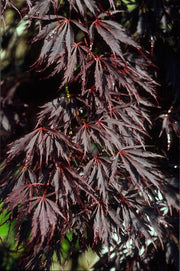 - Acer palmatum 'Sherwood Elfin' Dwarf Japanese Maple - Mr Maple │ Buy Japanese Maple Trees