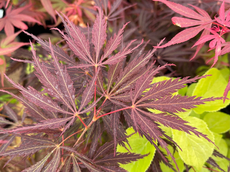 - Acer palmatum 'Sherwood Elfin' Dwarf Japanese Maple - Mr Maple │ Buy Japanese Maple Trees