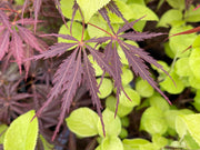 - Acer palmatum 'Sherwood Elfin' Dwarf Japanese Maple - Mr Maple │ Buy Japanese Maple Trees