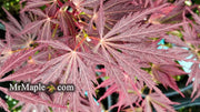 - Acer palmatum 'Sherwood Elfin' Dwarf Japanese Maple - Mr Maple │ Buy Japanese Maple Trees