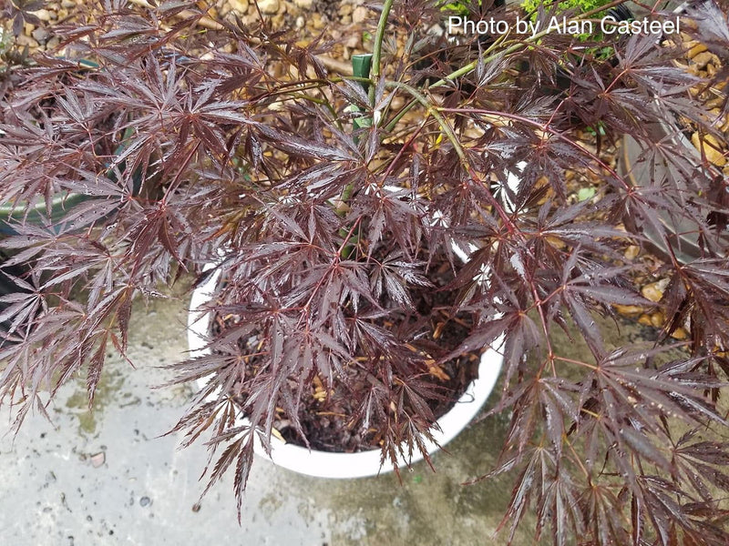 - Acer palmatum 'Sherwood Elfin' Dwarf Japanese Maple - Mr Maple │ Buy Japanese Maple Trees
