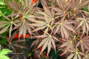 - Acer palmatum 'Sherwood Elfin' Dwarf Japanese Maple - Mr Maple │ Buy Japanese Maple Trees