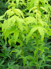- Acer palmatum 'Shidava Gold' Green Bark Japanese Maple - Mr Maple │ Buy Japanese Maple Trees