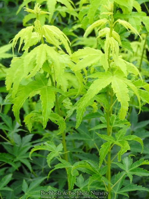- Acer palmatum 'Shidava Gold' Green Bark Japanese Maple - Mr Maple │ Buy Japanese Maple Trees