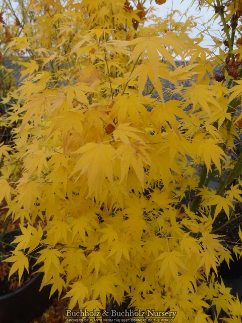 - Acer palmatum 'Shidava Gold' Green Bark Japanese Maple - Mr Maple │ Buy Japanese Maple Trees