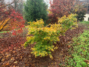 - Acer palmatum 'Shidava Gold' Green Bark Japanese Maple - Mr Maple │ Buy Japanese Maple Trees